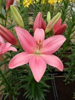 [4026 Indian Summerset No02.JPG]